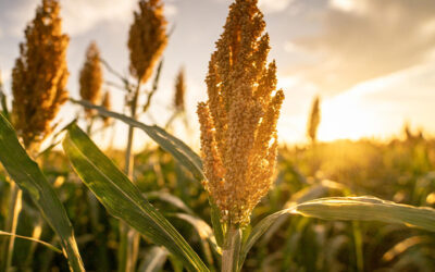 SORGHUM – SOME OF IT’S BENEFITS AND UNIQUE WAYS TO USE IT!