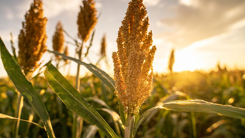 SORGHUM – SOME OF IT’S BENEFITS AND UNIQUE WAYS TO USE IT!